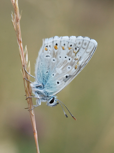 Polyommatus coridon